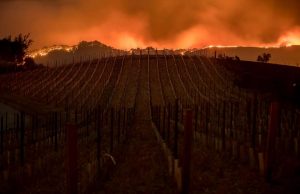 D262 Vineyards Burning